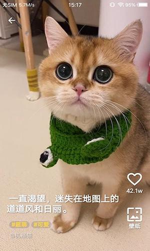 豹壁紙